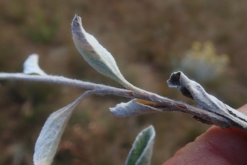 Image of Helichrysum mimetes by no rights reserved