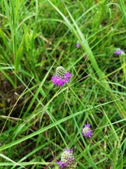 Dalea compacta pubescens
