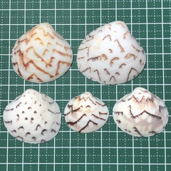 Lioconcha castrensis