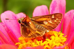 Atalopedes campestris huron