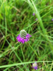 Dalea compacta pubescens