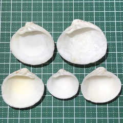 Lioconcha castrensis