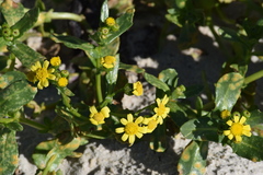 Senecio maritimus