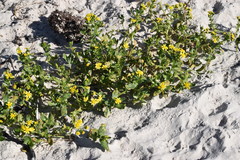 Senecio maritimus