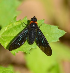 Cyananthrax cyanopterus