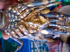 Panulirus inflatus