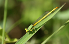 Ceriagrion indochinense