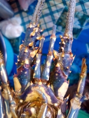Panulirus inflatus