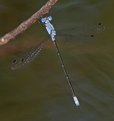 Lestes sigma