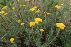 Helichrysum splendidum
