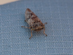 Rhytidodus
