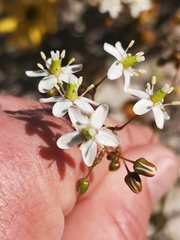 Pharnaceum lanatum