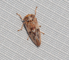Rhytidodus