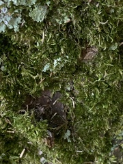 Flavopunctelia flaventior