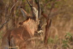 Hippotragus equinus koba