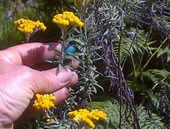 Helichrysum splendidum