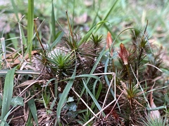 Dawsonia
