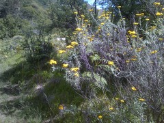 Helichrysum splendidum