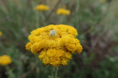 Helichrysum splendidum