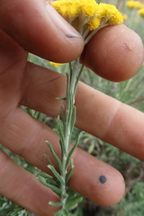 Helichrysum splendidum