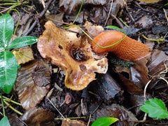 Hygrophoropsis aurantiaca