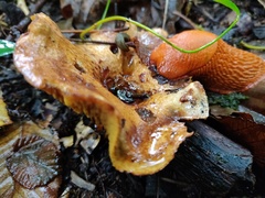 Hygrophoropsis aurantiaca