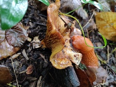 Hygrophoropsis aurantiaca
