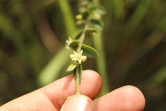 Scyphostelma