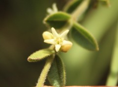 Scyphostelma