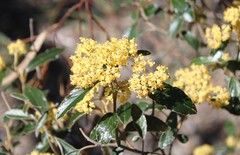 Pomaderris intermedia