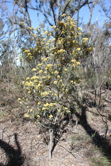 Pomaderris intermedia