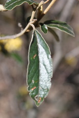 Pomaderris intermedia