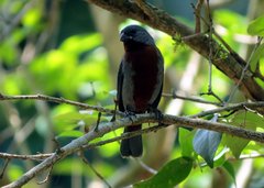 Sporophila castaneiventris