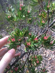 Darwinia procera