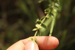 Scyphostelma
