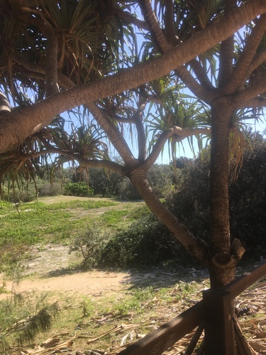 Pandanus tectorius