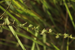 Scyphostelma