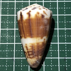 Conus planorbis