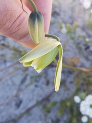 Albuca fragrans