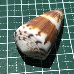 Conus planorbis