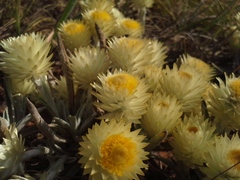 Helichrysum swynnertonii