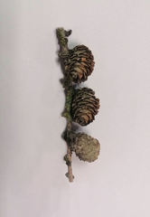 Larix kaempferi