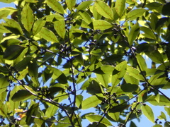 Eucalyptus pilularis