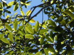 Eucalyptus pilularis