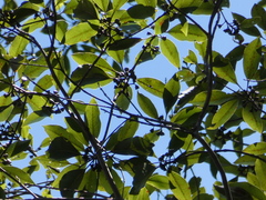 Eucalyptus pilularis