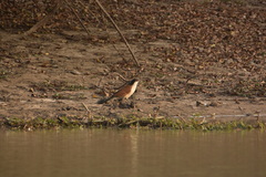 Centropus senegalensis