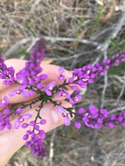 Comesperma ericinum