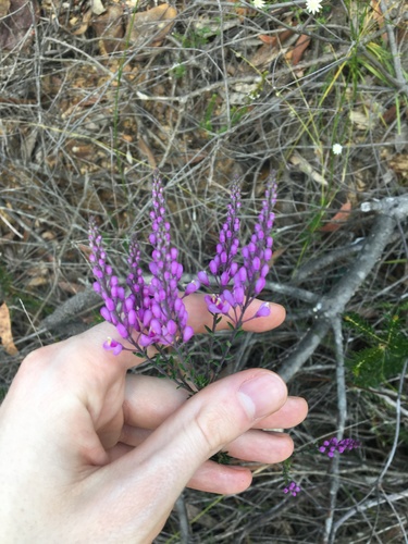 Comesperma ericinum (Comesperma ericinum)