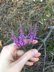 Comesperma ericinum