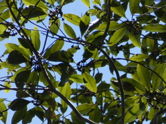 Eucalyptus pilularis